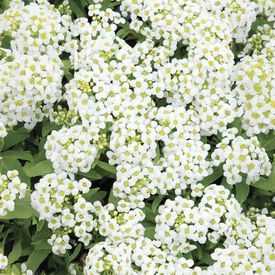 Wonderland White, Alyssum